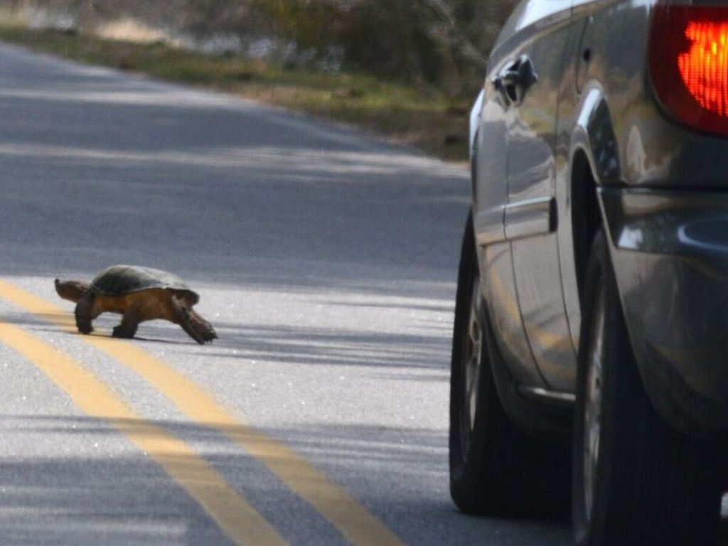 car waits while turtle crosses the road